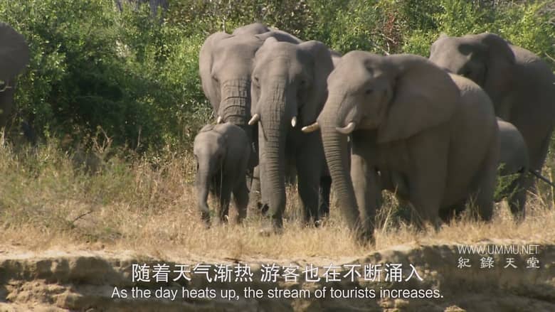 非洲致命国度 Africa's Deadly Kingdom