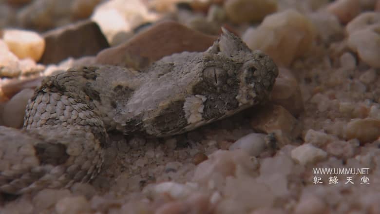 非洲致命国度 Africa's Deadly Kingdom