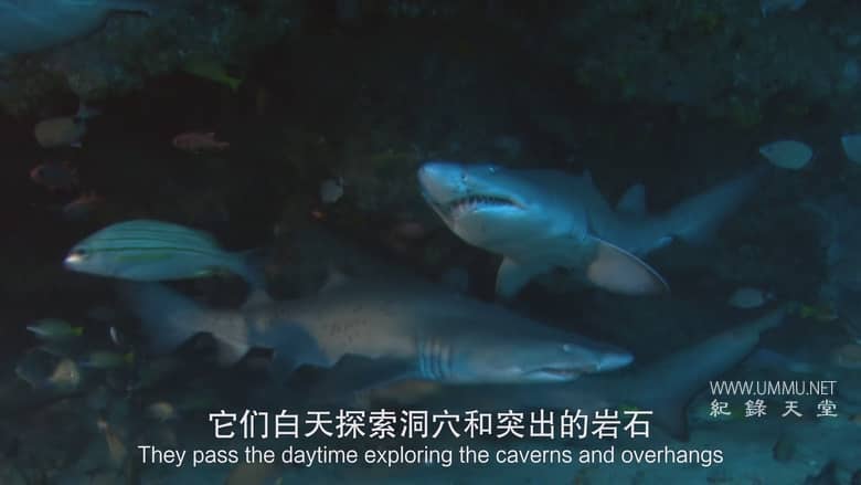 非洲致命国度 Africa's Deadly Kingdom