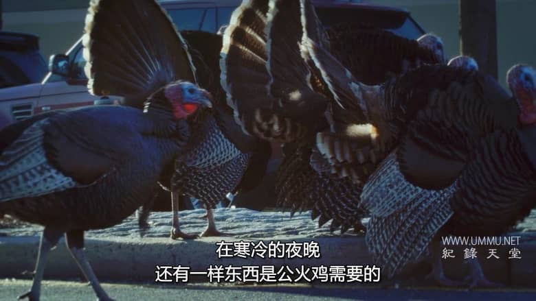 美国动物百科 United States of Animals