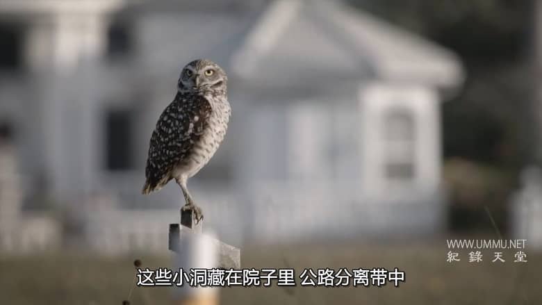 美国动物百科 United States of Animals