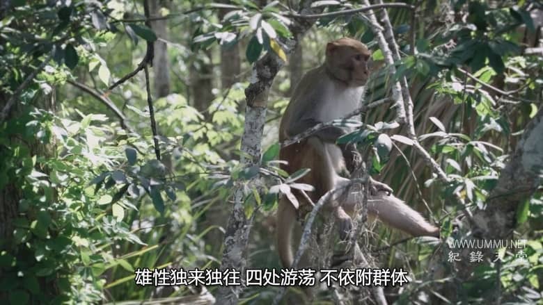 美国动物百科 United States of Animals