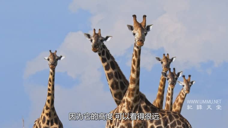 营救长颈鹿之漫漫归途 Saving Giraffes: The Long Journey Home