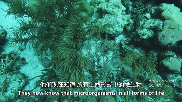 我们内心的病毒 The Virus Within Us