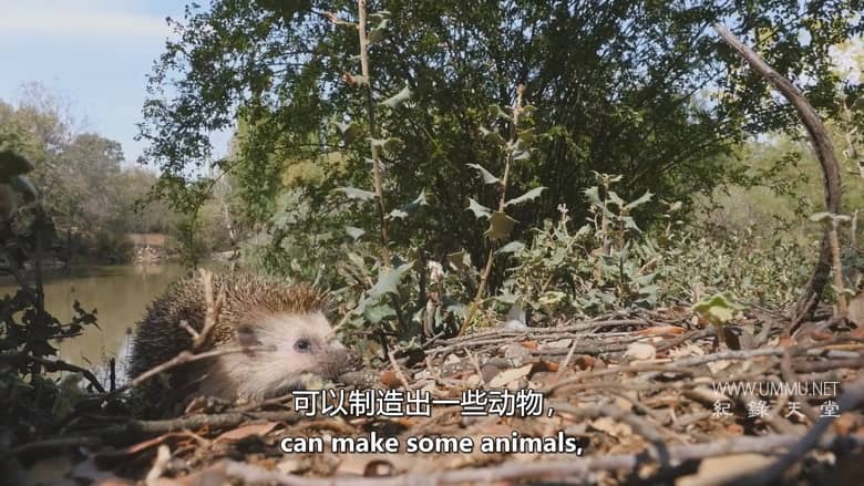 西班牙的神奇森林 The Magic Forest of Spain