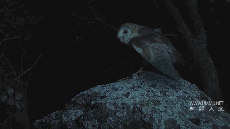 西班牙的神奇森林 The Magic Forest of Spain