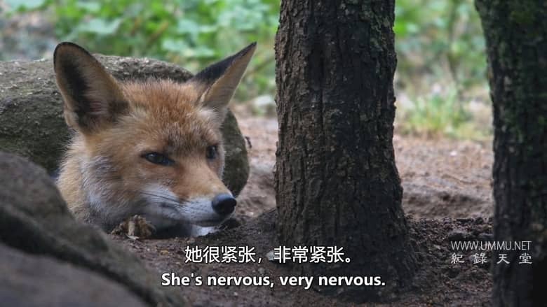 西班牙的神奇森林 The Magic Forest of Spain