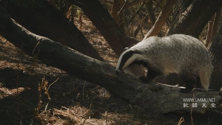 西班牙的神奇森林 The Magic Forest of Spain