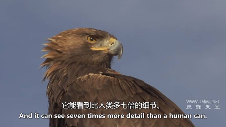 西班牙的神奇森林 The Magic Forest of Spain