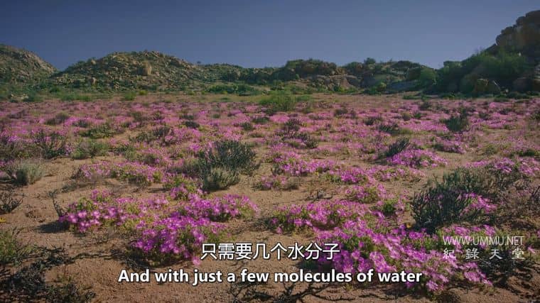 H2O：造就我们的分子 H2O: The Molecule That Made Us