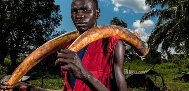 象牙战争 Ivory Wars 2013