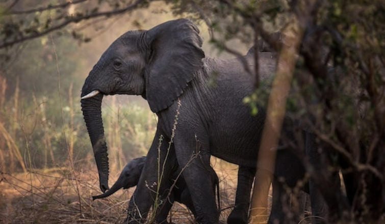 象牙战争 Ivory Wars 2013