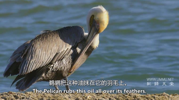 沙漠之海 The Desert Sea