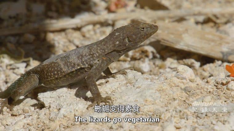 沙漠之海 The Desert Sea