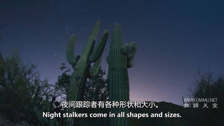 沙漠之海 The Desert Sea