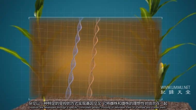 粮食竞争 The Food Race