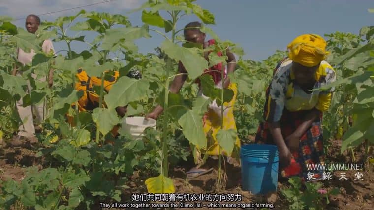 粮食竞争 The Food Race