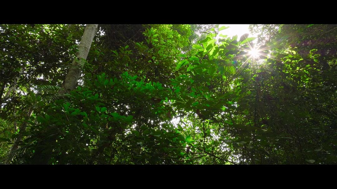 红毛猩猩的秘密生活 Secret Lives of Orangutans