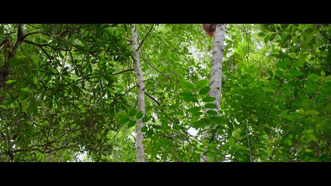 红毛猩猩的秘密生活 Secret Lives of Orangutans