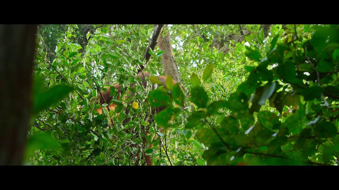 红毛猩猩的秘密生活 Secret Lives of Orangutans