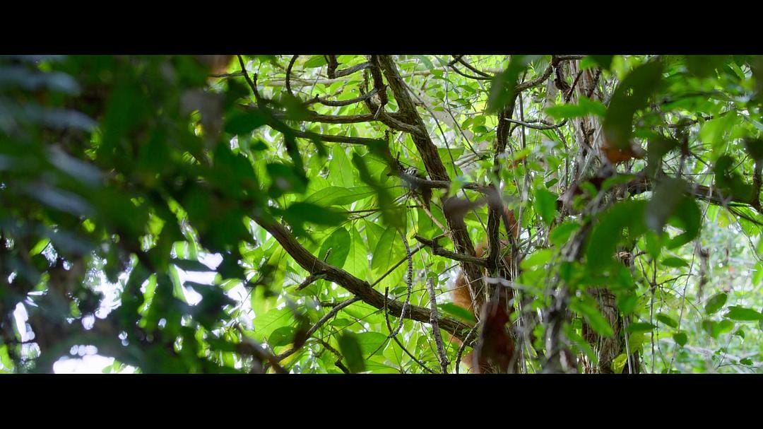 红毛猩猩的秘密生活 Secret Lives of Orangutans