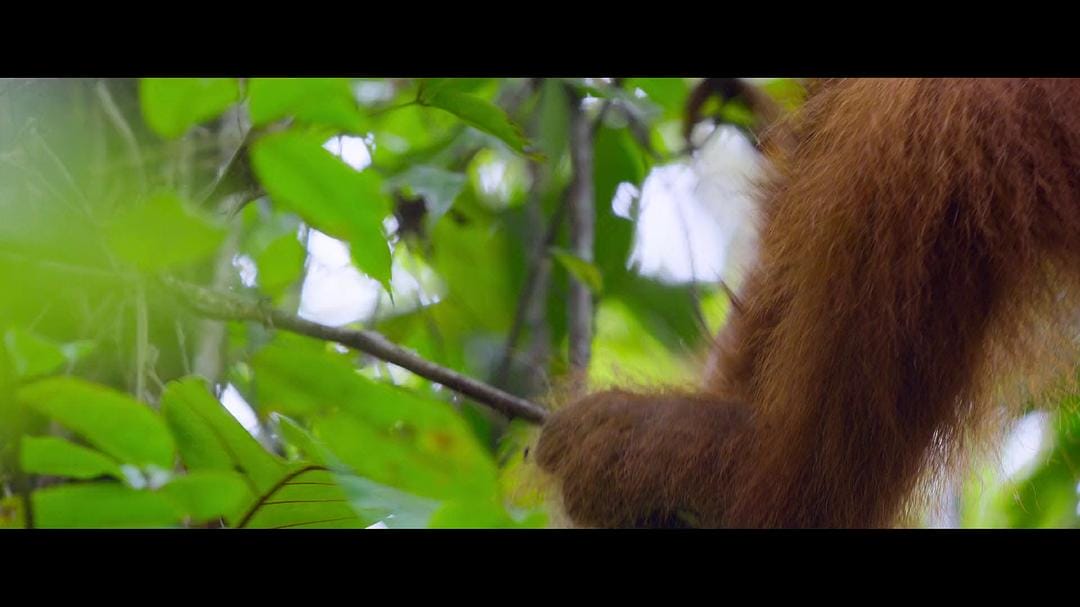 红毛猩猩的秘密生活 Secret Lives of Orangutans