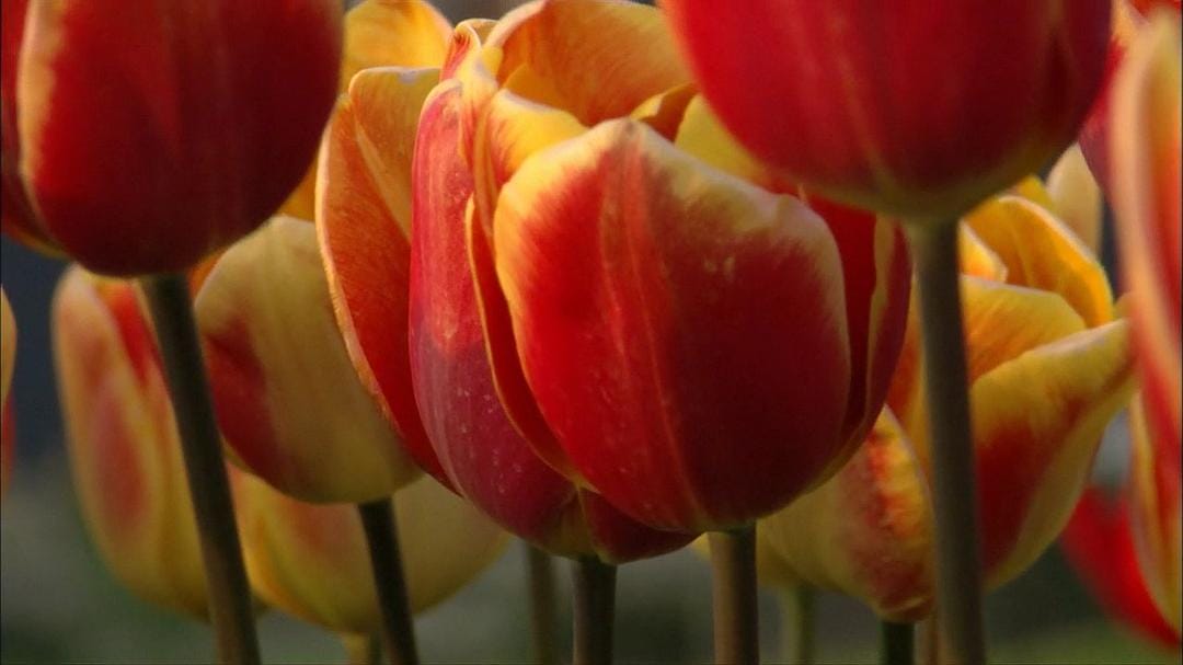 植物的欲望 The Botany of Desire