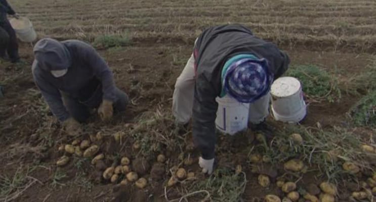 植物的欲望 The Botany of Desire