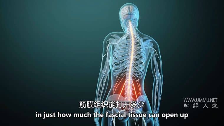 筋膜：皮肤下的秘密 Fascia: Secrets under the Skin