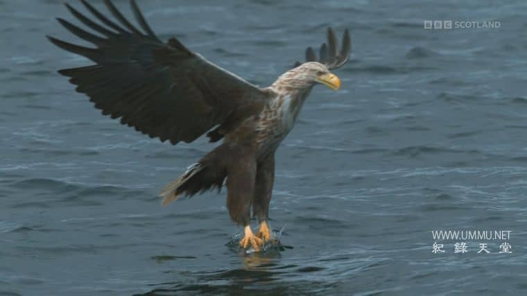 苏格兰：荒野新生 Scotland：The new Wild