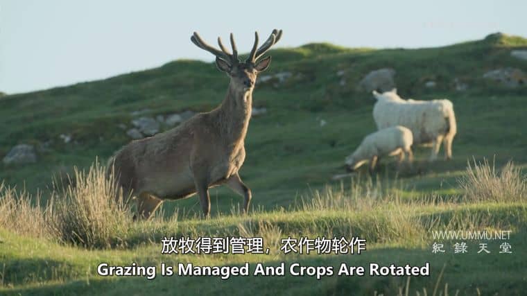 苏格兰：荒野新生 Scotland：The new Wild