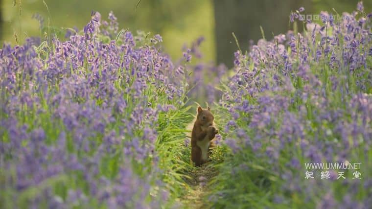 苏格兰：荒野新生 Scotland：The new Wild