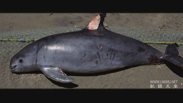 海洋战士 Ocean Warriors