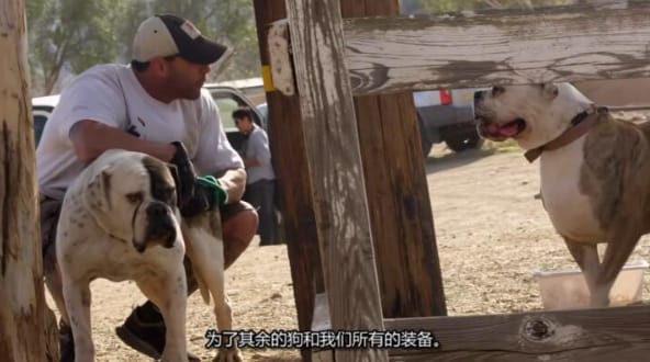 狗儿救援迎新生 第4季 Pit Bulls and Parolees