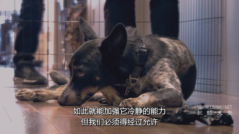狗：不可能 Dog: Impossible