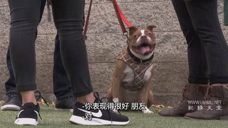 狗：不可能 Dog: Impossible