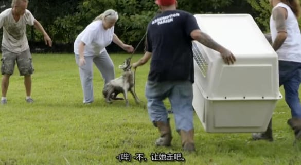狗儿救援迎新生 第12季 Pit Bulls and Parolees