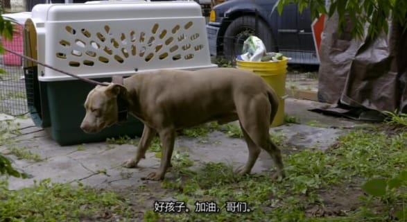 狗儿救援迎新生 第12季 Pit Bulls and Parolees