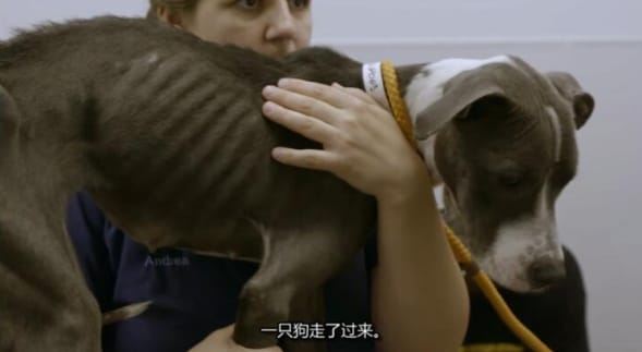 狗儿救援迎新生  第16季 Pit Bulls and Parolees
