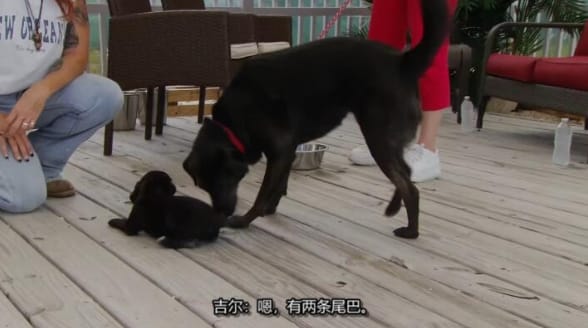 狗儿救援迎新生 第7季  Pit Bulls and Parolees