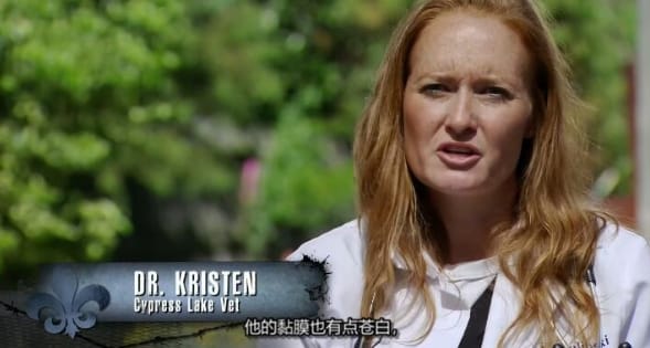 狗儿救援迎新生 第7季  Pit Bulls and Parolees