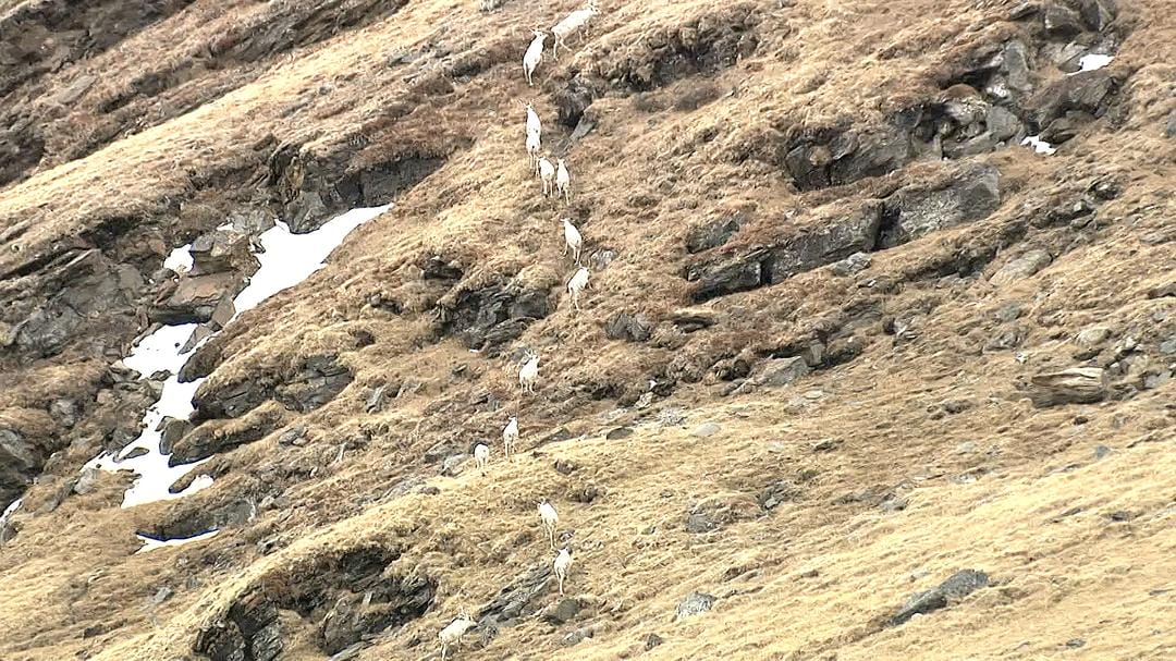 野性加拿大 第一季 Wild Canada Season 1