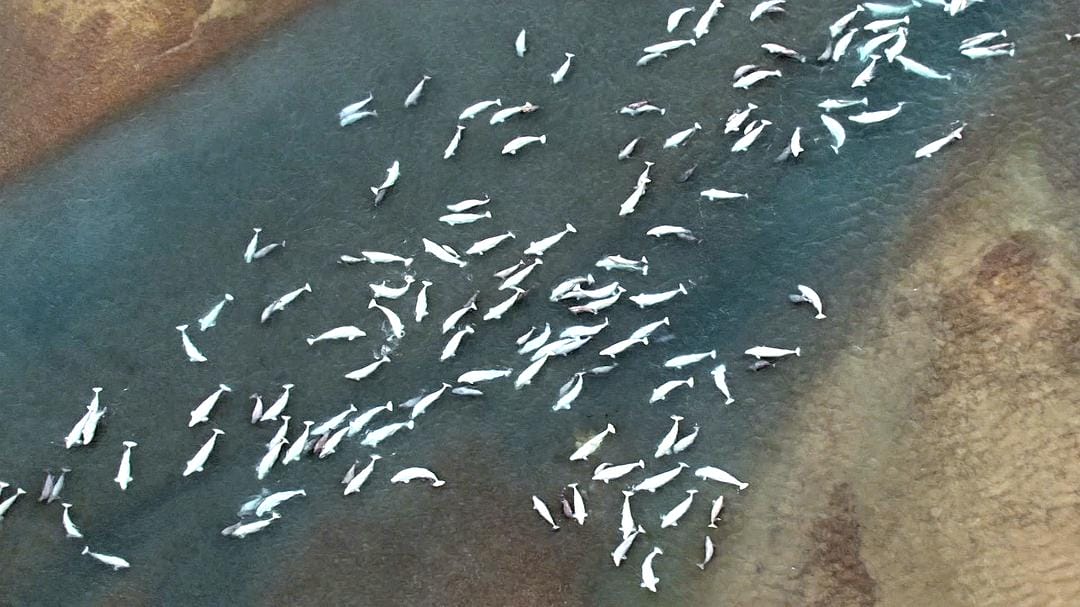 野性加拿大 第一季 Wild Canada Season 1