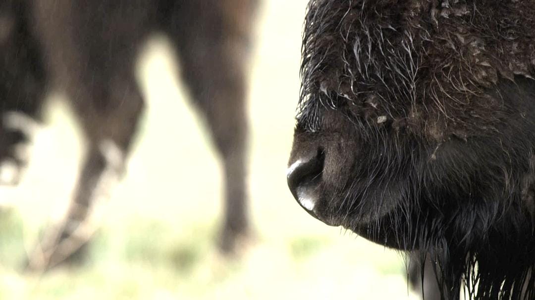 野性加拿大 第一季 Wild Canada Season 1