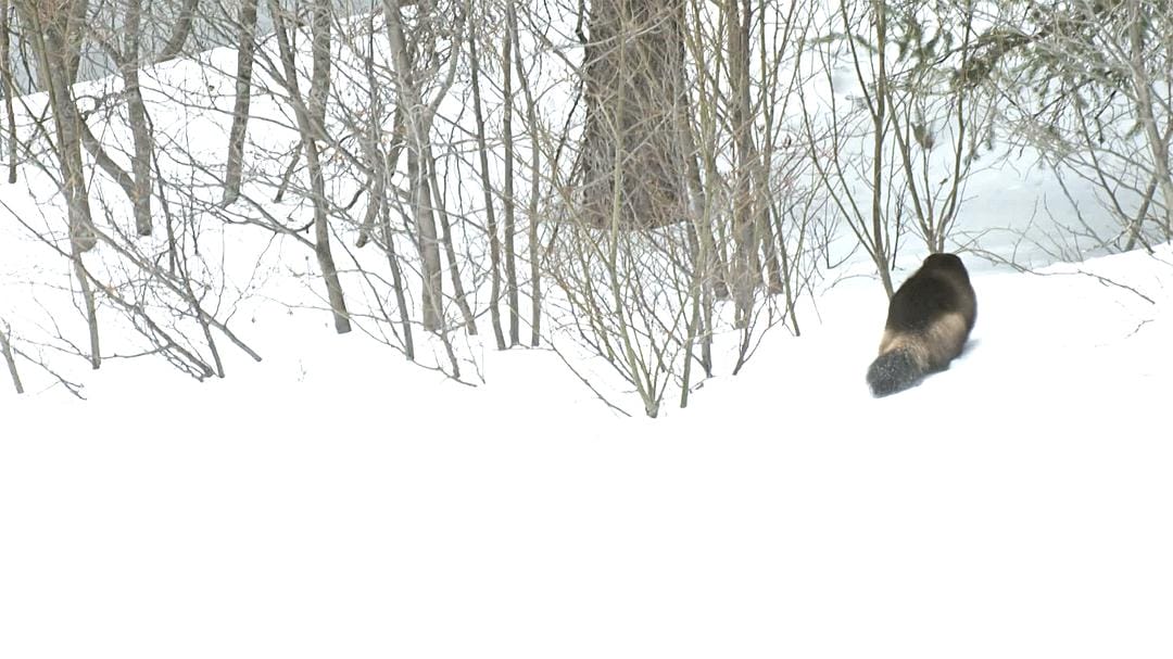 野性加拿大 第一季 Wild Canada Season 1