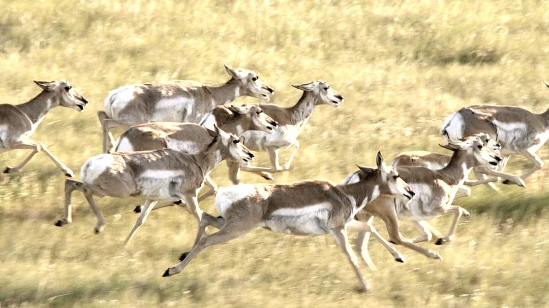 野性加拿大 第一季 Wild Canada Season 1