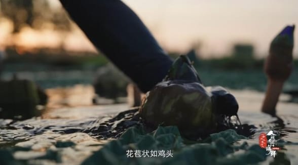 人间有味山河鲜 第3季