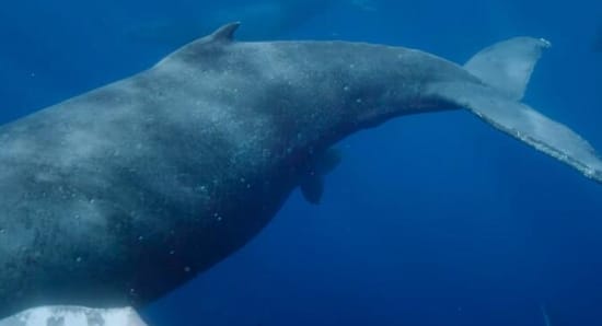 生灵奇旅/不可思议的动物之旅 第1季 Incredible Animal Journeys