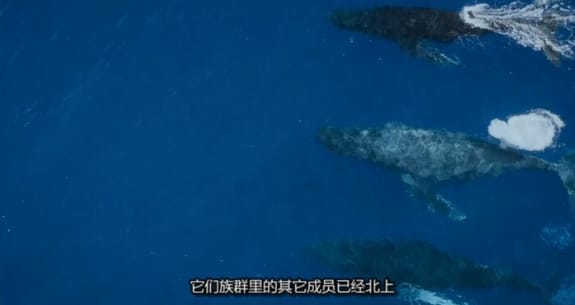 生灵奇旅/不可思议的动物之旅 第1季 Incredible Animal Journeys