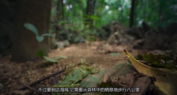 生灵奇旅/不可思议的动物之旅 第1季 Incredible Animal Journeys